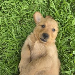 Golden Retriever Puppies from City Goldens