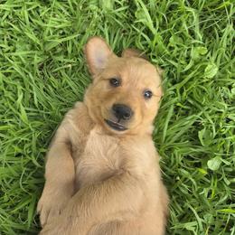 Golden Retriever Puppies from City Goldens