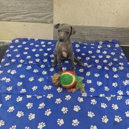 Francesca - Blue female Italian Greyhound puppy in Dallas, Texas from Oremor's