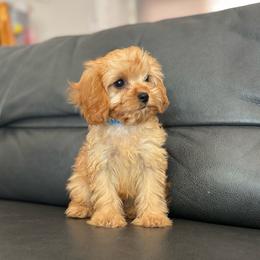 Itsy - Apricot female Cavapoo puppy in Saint George, Utah from Fitzdoodles