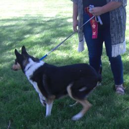 Echo- Saralina's mother - Collie