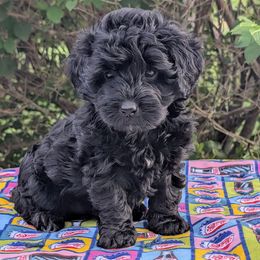 Cookie Dough - Black female Bernedoodle puppy in Sparta, Missouri from Sis' Doodles & Poodles