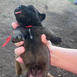 Newborn - Apricot female Mastiff puppy in Carthage, Missouri from Mama’s Mastiffs
