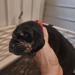 Red female - Black and tan female Bloodhound puppy in Freeport, Ohio from Sullivan's Bloodhounds