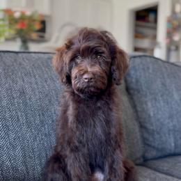 Winnie - Chocolate female Goldendoodle puppy in St George, Utah from Doodle Bears of Southern Utah