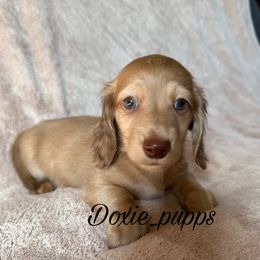 Dracula - Dachshund puppy from Doxie_pupps