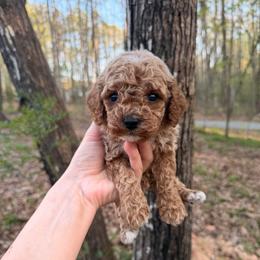 Dante - Cream male Cavapoo puppy in Midland, North Carolina from Rocky River Cavapoos
