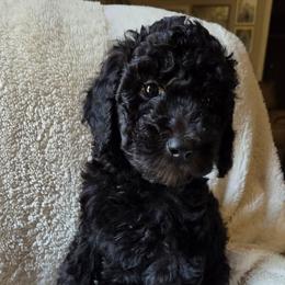 Glitter - Black female Goldendoodle puppy in Kansas City, Missouri from Poppy's Doodles