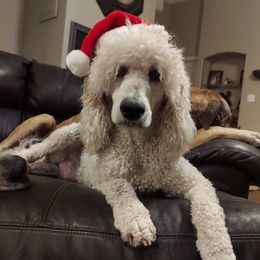 Piper Grace - Poodle