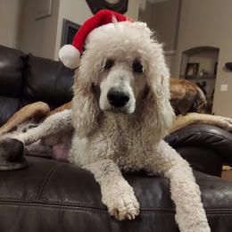 Piper Grace - Poodle