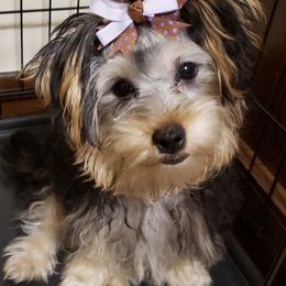 Yorkshire Terriers from Precious breeding