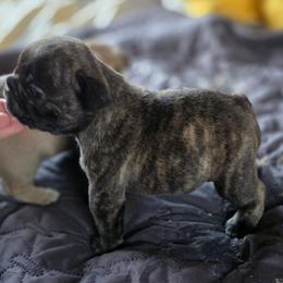 Brindle boy - Brindle male French Bulldog puppy in Polk City, Florida from Best Friend Frenchies, LLC