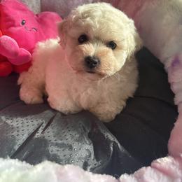 Sassy - White and buff female Bichon Frise puppy in Chatham, Illinois from Whitecreek
