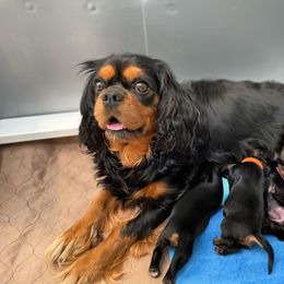 Cavalier King Charles Spaniel Puppies from Carter Woods Cavaliers