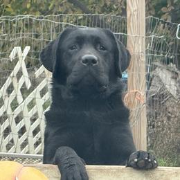 Daddy - Black male Labrador Retriever puppy in Dixon, California from Rosslyn Labradors (Rose-Line)