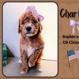 Charlotte - Red  female Goldendoodle puppy in Hilton, New York from The House of Goldendoodle