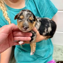 Stanley - Blue merle male Aussiedoodle puppy in Heber City, Utah from Junipersdoodles