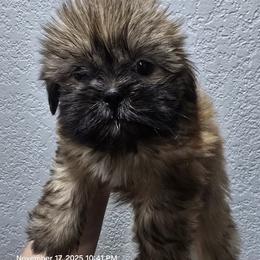 Shih Tzu Puppies from Borderland's Kennel