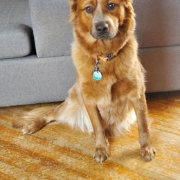 Australian Cattle Dog All Grown Up from EJC Australian Cattle Dogs