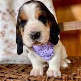 Loretta  AVAILABLE - Black brown and white female Basset Hound puppy in Hillsboro, West Virginia from Bear Foot Bassets Of West Virginia