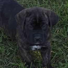 Brown Collar Female - Chestnut brindle female Cane Corso puppy in Lewistown, Montana from Corsi Amore Kennels