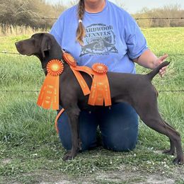 Fern - German Shorthaired Pointer