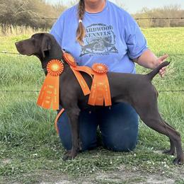 Fern - German Shorthaired Pointer