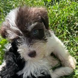 Girl 5 - Parti female Miniature Schnauzer puppy in West Point, Nebraska from Canyon Rose Schnauzers