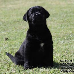 Girl 2 - female Labrador Retriever puppy in Point, Texas from Lakylu Kennels