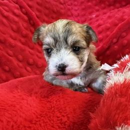 Maltese, Morkies, and Yorkshire Terriers from Malteseuluv’s Tiny Treasurers