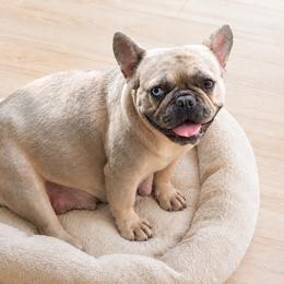 Lucy lu - French Bulldog
