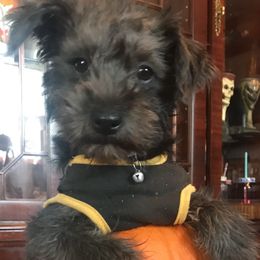 Milly - Miniature Schnauzer