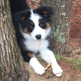 Aussiedoodle and Miniature American Shepherd Puppies from Lori Davis