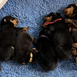 Rottweiler Puppies from Dragonstar Rottweilers