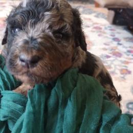 Jefferson - Blue merle male Bernedoodle puppy in Woodland, Georgia from Bethel Doodle Ranch