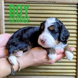 George - Tri-color male Bernedoodle puppy in Cambridge, Minnesota from Country Meadow Doodles