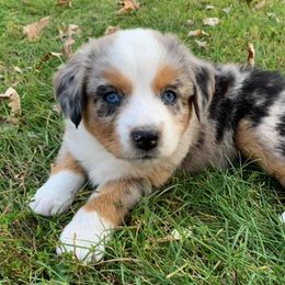 Australian Shepherd Puppies from Auspicious Australian Shepherds