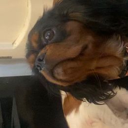 Cookie - Cavalier King Charles Spaniel