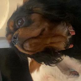 Cookie - Cavalier King Charles Spaniel