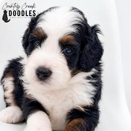 Saul - Tri-color male Bernedoodle puppy in Tipton, Indiana from Country Creek Doodles