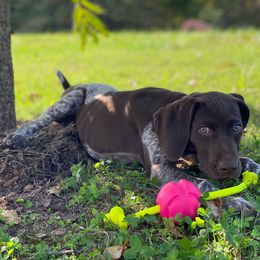 Belgian Malinois and German Shorthaired Pointer Puppies from Lapdog GSP