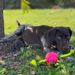 Belgian Malinois and German Shorthaired Pointer Puppies from Lapdog GSP
