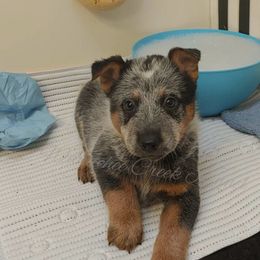 Australian Cattle Dog and Boxer Puppies from Wahachee Creek Kennel