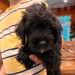 Gonzo - Black male Schnoodle puppy in Sedalia, Missouri from Farmer Brown's Puppies