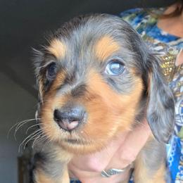 Emma's black and tan dapple boy longhair less white on chest - Dapple male Dachshund puppy in Declo, Idaho from Dozendachs