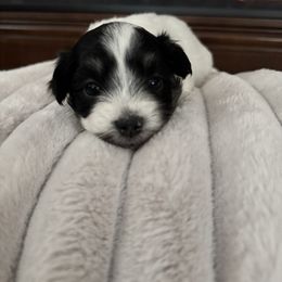 Paprika - Chocolate female Havanese puppy in Manteca, California from Happy Havanese Gems