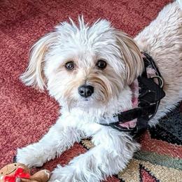 Pudding - Havanese