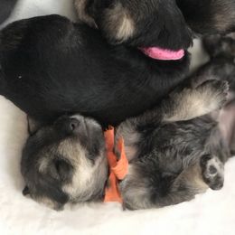 Miniature Schnauzer Puppies from MoonShadows Miniature Schnauzers