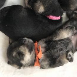 Miniature Schnauzer Puppies from MoonShadows Miniature Schnauzers