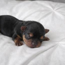 Girl 2 - Black and tan female Yorkshire Terrier puppy in Selden, New York from Alisha's Yorkshire Terriers